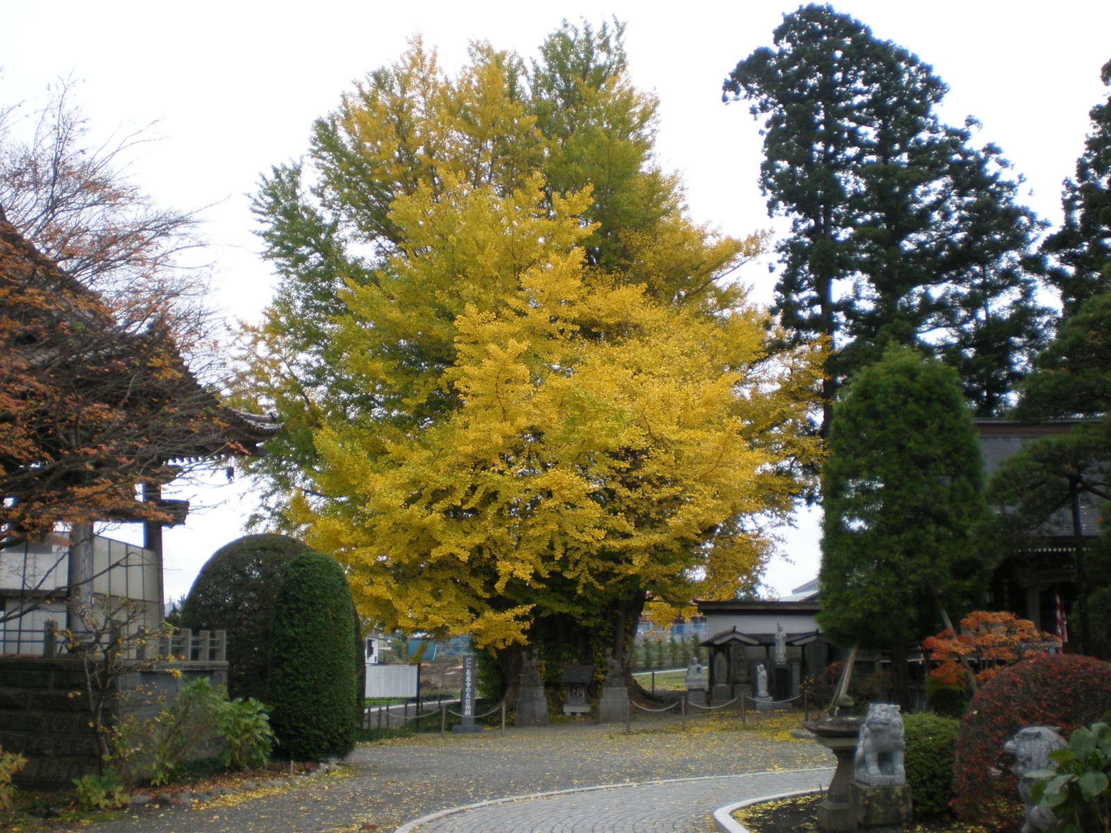 長泉寺の大公孫樹